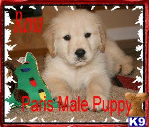 Golden Retriever Puppies for Sale